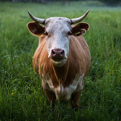 May Beef Cattle RMO